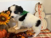 Jorge, a male Pembroke Welsh Corgi and Miniature Australian Shepherd for sale in Lawton, OK – 5 of 6