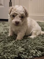 sofia, a male Poodle - Miniature  for sale in Jefferson, GA – 2 of 2