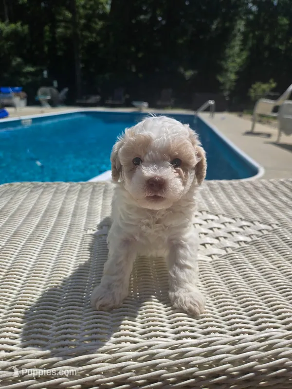 sofia – Poodle - Miniature  puppy for sale in Jefferson, GA
