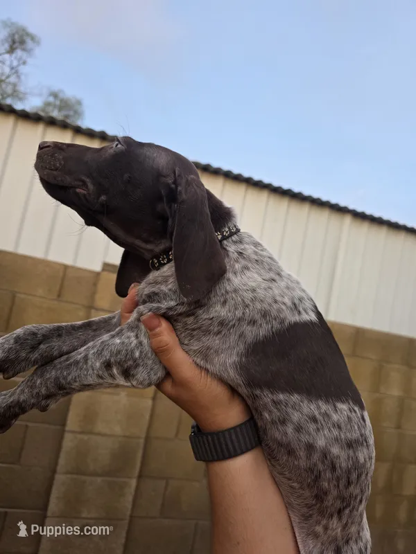 Black female – German Shorthaired Pointer puppy for sale in Phoenix, AZ