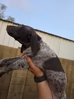Black female, a male German Shorthaired Pointer for sale in Phoenix, AZ – 1 of 3