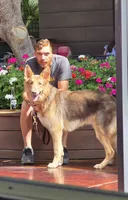 MB1-MLBlue, a male German Shepherd Dog for sale in Phoenix, AZ – 10 of 10