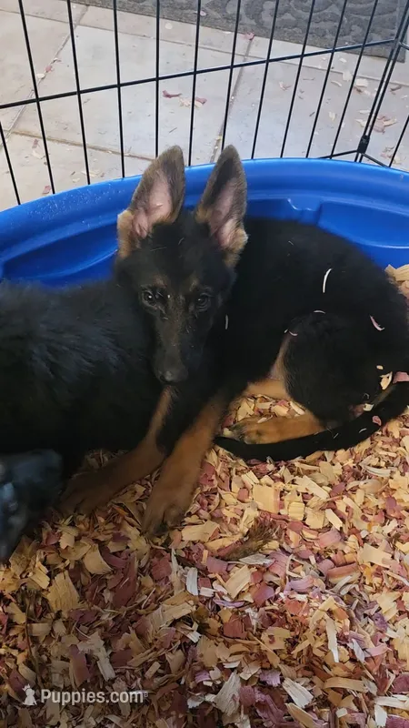 Back Collar – German Shepherd Dog puppy for sale in Phoenix, AZ