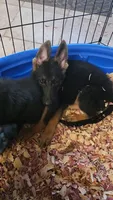 Back Collar, a male German Shepherd Dog for sale in Phoenix, AZ – 1 of 1