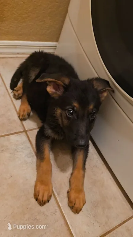 Neon Male – German Shepherd Dog puppy for sale in Phoenix, AZ