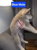 MI01- IBM, a male German Shepherd Dog for sale in Phoenix, AZ – 2 of 6