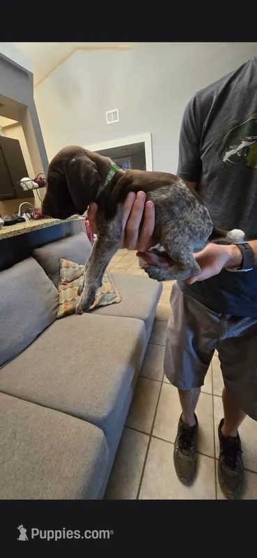Green Male – German Shorthaired Pointer puppy for sale in Phoenix, AZ