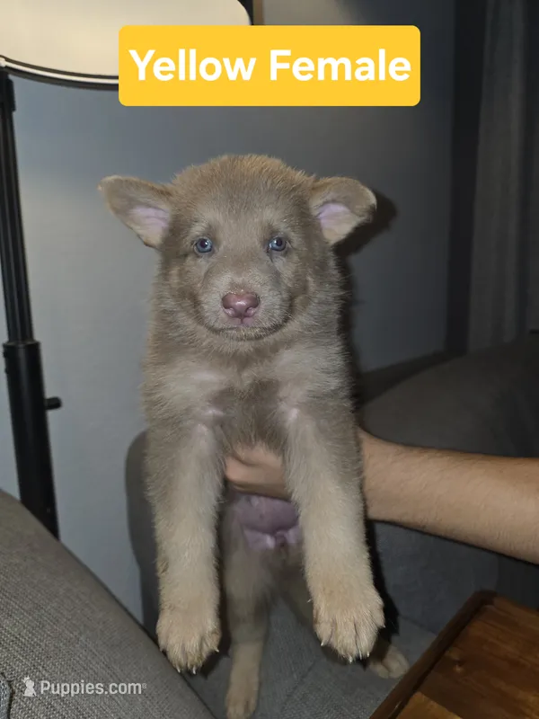 Mi01- IYF – German Shepherd Dog puppy for sale in Phoenix, AZ