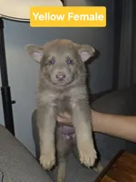 Mi01- IYF, a female German Shepherd Dog for sale in Phoenix, AZ – 1 of 4