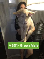 MB1-MIGreen, a male German Shepherd Dog for sale in Phoenix, AZ – 1 of 5