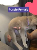 MI01- IPF, a female German Shepherd Dog for sale in Phoenix, AZ – 2 of 6