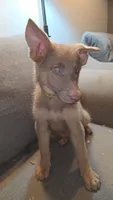 Mi01- IYF, a female German Shepherd Dog for sale in Phoenix, AZ – 3 of 7