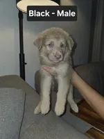 MI01- IBMale, a male German Shepherd Dog for sale in Phoenix, AZ – 1 of 4