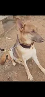 Mi01- IRM, a male German Shepherd Dog for sale in Phoenix, AZ – 5 of 6