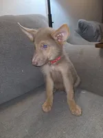 Mi01- IRM, a male German Shepherd Dog for sale in Phoenix, AZ – 4 of 10