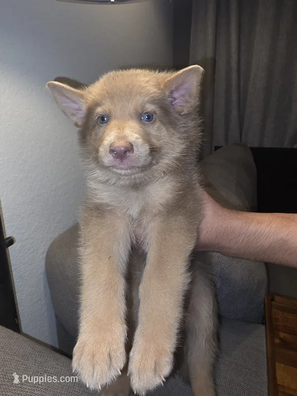 MI01- IGM  – German Shepherd Dog puppy for sale in Phoenix, AZ