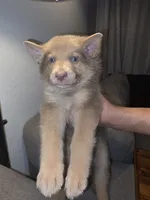 MI01- IGM , a male German Shepherd Dog for sale in Phoenix, AZ – 1 of 6