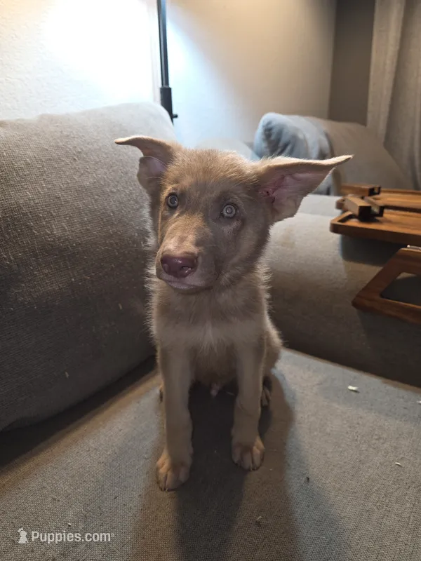 MI01- IBMale – German Shepherd Dog puppy for sale in Phoenix, AZ