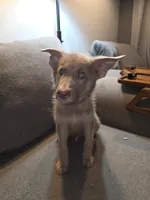 MI01- IBMale, a male German Shepherd Dog for sale in Phoenix, AZ – 1 of 8