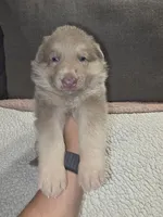 MB1-MIGreen, a male German Shepherd Dog for sale in Phoenix, AZ – 6 of 10