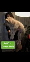 MB1-MIGreen, a male German Shepherd Dog for sale in Phoenix, AZ – 2 of 5