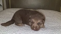 MB1-MLBlue, a male German Shepherd Dog for sale in Phoenix, AZ – 6 of 10