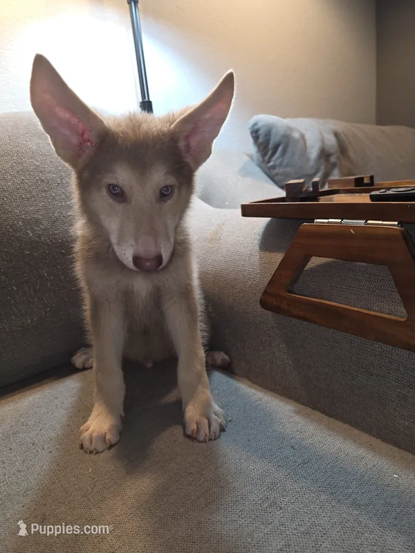 MI01- IBlueM – German Shepherd Dog puppy for sale in Phoenix, AZ