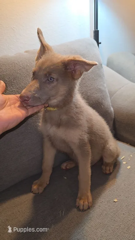 Mi01- IYF – German Shepherd Dog puppy for sale in Phoenix, AZ