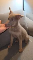 Mi01- IYF, a female German Shepherd Dog for sale in Phoenix, AZ – 1 of 7