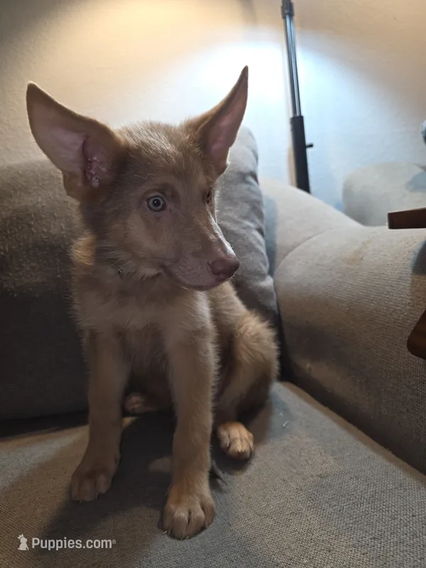MI01- IGM – German Shepherd Dog puppy for sale in Phoenix, AZ