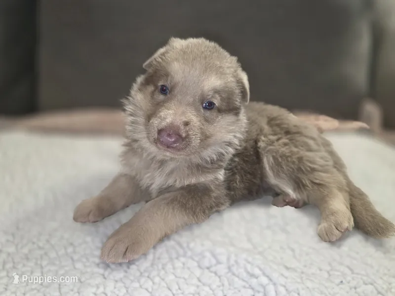 MB1-MIGreen – German Shepherd Dog puppy for sale in Phoenix, AZ