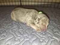 MB1-MIGreen, a male German Shepherd Dog for sale in Phoenix, AZ – 10 of 10