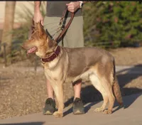 MB1-MLBlue, a male German Shepherd Dog for sale in Phoenix, AZ – 9 of 10