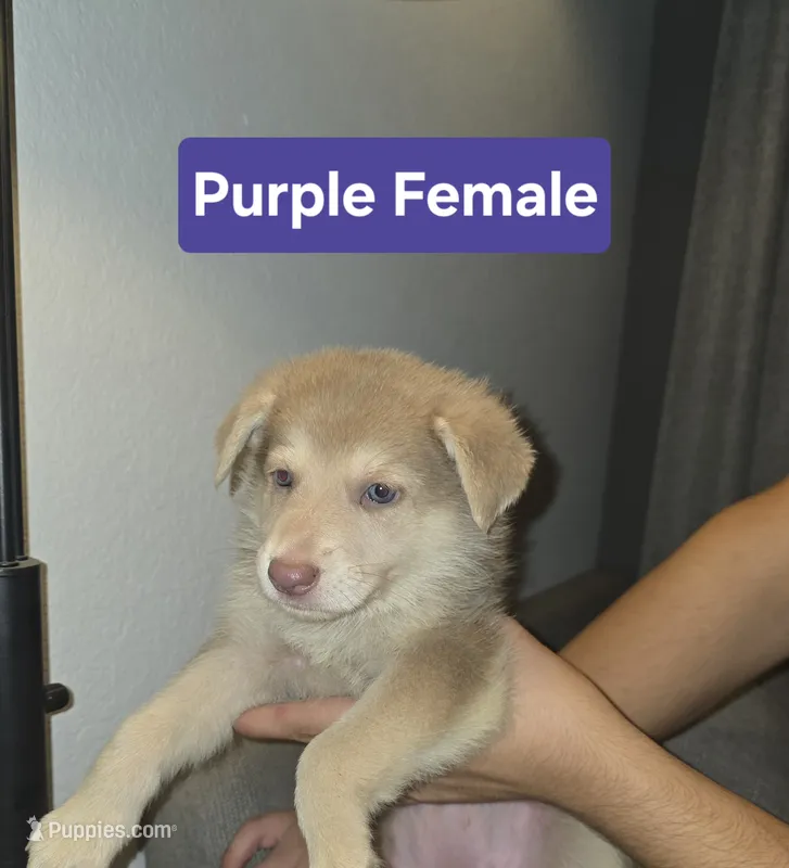 MI01- IPF – German Shepherd Dog puppy for sale in Phoenix, AZ