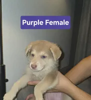 MI01- IPF, a female German Shepherd Dog for sale in Phoenix, AZ – 1 of 6