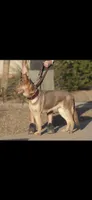MB1-FIYellow, a female German Shepherd Dog for sale in Phoenix, AZ – 7 of 10