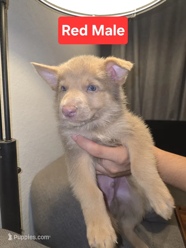 Mi01- IRM – German Shepherd Dog puppy for sale in Phoenix, AZ