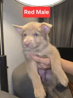 Mi01- IRM, a male German Shepherd Dog for sale in Phoenix, AZ – 1 of 6