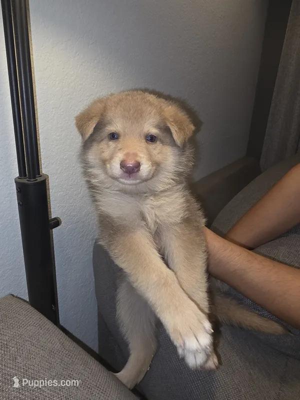 MI01- IFP – German Shepherd Dog puppy for sale in Phoenix, AZ