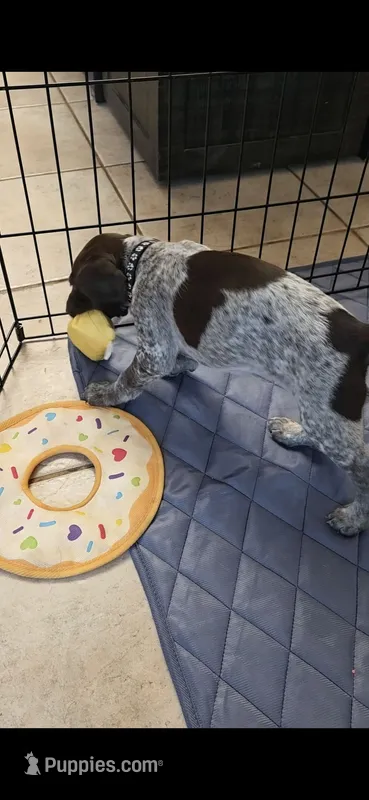 Black female – German Shorthaired Pointer puppy for sale in Phoenix, AZ