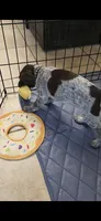 Black female, a male German Shorthaired Pointer for sale in Phoenix, AZ – 1 of 1