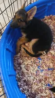 Green Collar, a male German Shepherd Dog for sale in Phoenix, AZ – 2 of 2