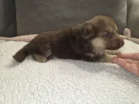 MB1-FLPink, a female German Shepherd Dog for sale in Phoenix, AZ – 6 of 10