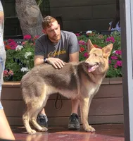 Mi01- IRM, a male German Shepherd Dog for sale in Phoenix, AZ – 4 of 6