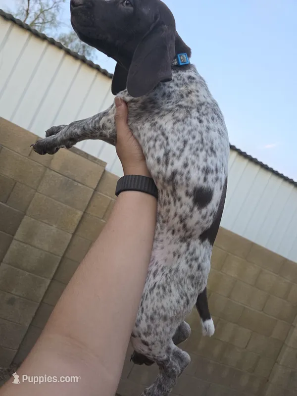 Blue female – German Shorthaired Pointer puppy for sale in Phoenix, AZ