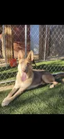 MI01- IFP, a female German Shepherd Dog for sale in Phoenix, AZ – 3 of 6