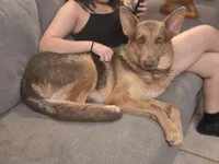 MB1-MIGreen, a male German Shepherd Dog for sale in Phoenix, AZ – 5 of 5