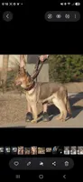 MB1-MIGreen, a male German Shepherd Dog for sale in Phoenix, AZ – 4 of 5