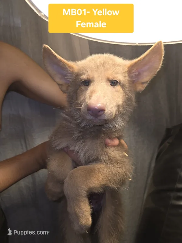 MB1-FIYellow – German Shepherd Dog puppy for sale in Phoenix, AZ