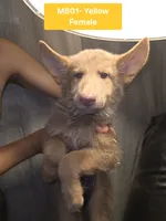 MB1-FIYellow, a female German Shepherd Dog for sale in Phoenix, AZ – 1 of 5